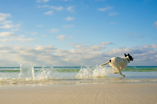 A mixed breed dog running on the beach. Location is Destin Florida. USA