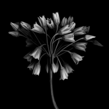 The bell shaped flowers of the Allium bulgaricum (decorative garlic).