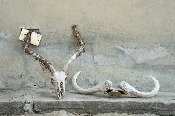 istock Animal Skulls in Tanzania 1435507719