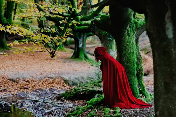 A girl in a long red cape is hiding behind a tree in the middle of the autumn forest. She is looking for someone. Little Red Riding Hood