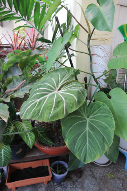 istock Philodendron Gloriosum ,Philodendron plant 1435511206