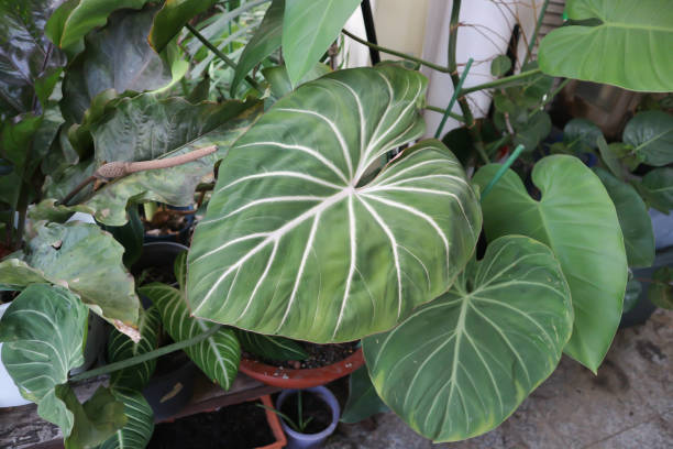 istock Philodendron Gloriosum ,Philodendron plant 1435511208