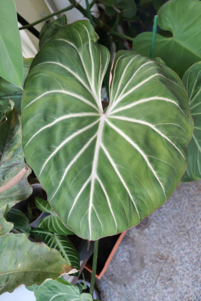 istock Philodendron Gloriosum ,Philodendron plant 1435511223