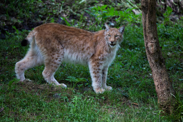 istock Daily walk of a lynx 1435511305