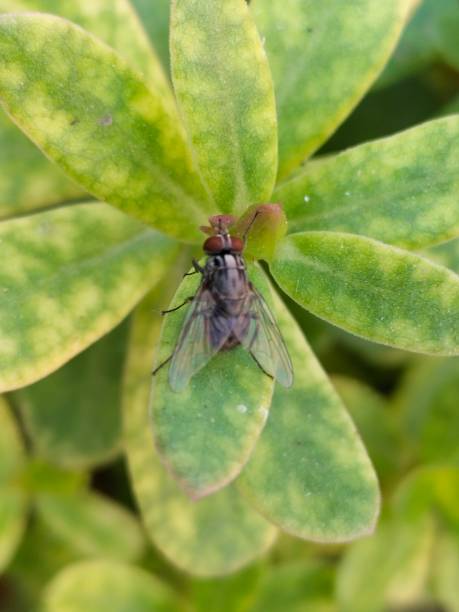 istock Housefly Resting On The Green Leaf 1435511407
