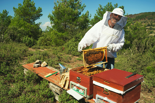 Portrait of a Turkish Beekeeper posing with a frame of honeycomb and suit.