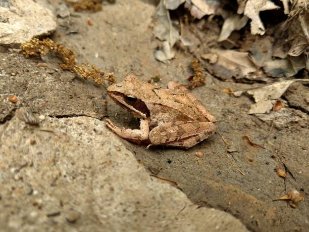 istock Wood frog (Rana sylvatica) closeup in the forest 1435512602