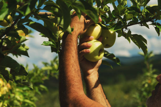 istock A middle eastern man collecting green apples from a tree in an apple orchard. 1435512772
