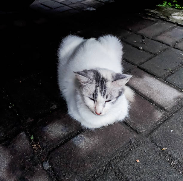 istock Photo of a cat relaxing animal 1435513821