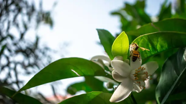 A bee ascending a white flower