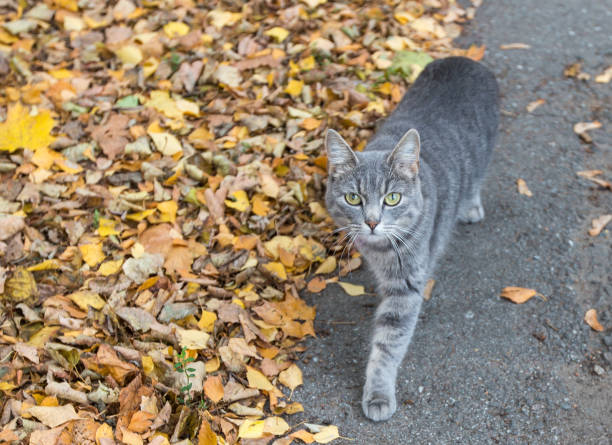 istock Cat and autumn leaves 1435515250