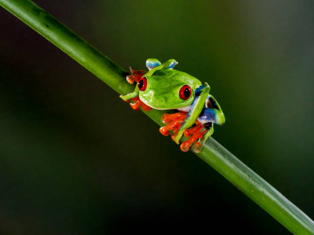 istock Frogs of Costa Rica 1435517352