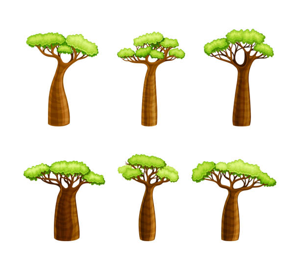 afrykańskie drzewo baobabu z szerokim pniem i zieloną koroną jako duża roślina liściasta pochodząca z zestawu wektorowego madagaskaru - african baobab stock illustrations