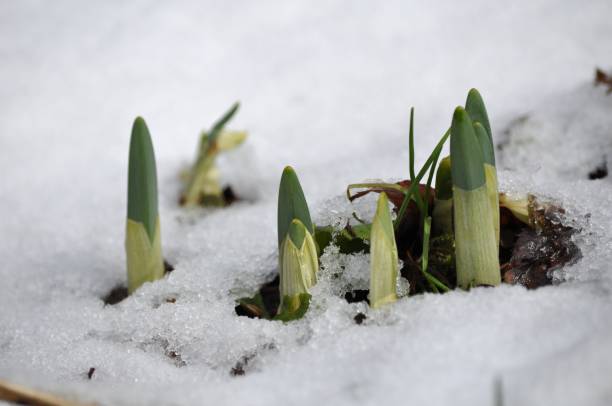 istock Germination of Narcissus 1435518293