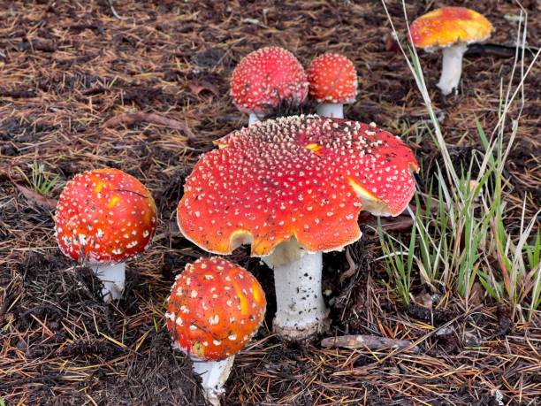 amanita mushrooms - amanita parcivolvata stockfoto's en -beelden