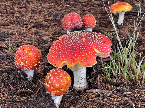 Horizontal closeup photo of a group of small and large poisonous Amanita mushrooms with red caps with white spots and white stems, growing under a pine tree after heavy rainfall in Spring. New England high country near Armidale, NSW