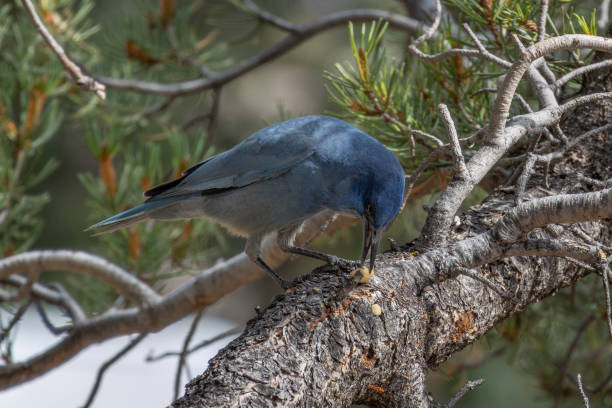 The pinyon jay (Gymnorhinus cyanocephalus) eating food in the tree The pinyon jay (Gymnorhinus cyanocephalus) eating food in the tree, it is a jay with beautiful blue feathers, photo taken in the grand canyon national park pinyon jay stock pictures, royalty-free photos & images