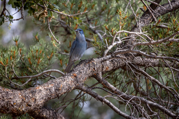 The pinyon jay (Gymnorhinus cyanocephalus) sitting in the tree The pinyon jay (Gymnorhinus cyanocephalus) sitting in the tree, it is a jay with beautiful blue feathers, photo taken in the grand canyon national park pinyon jay stock pictures, royalty-free photos & images
