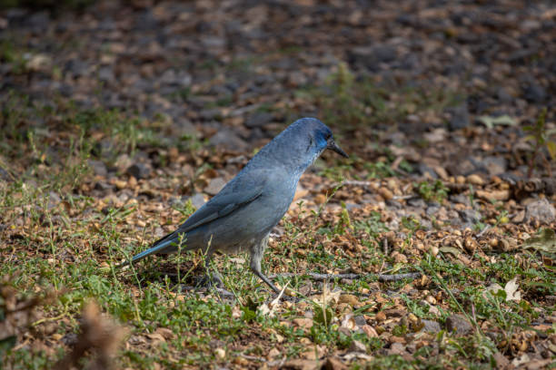 The pinyon jay (Gymnorhinus cyanocephalus) looking for food. The pinyon jay (Gymnorhinus cyanocephalus) looking for food, it is a jay with beautiful blue feathers, photo taken in the grand canyon national park pinyon jay stock pictures, royalty-free photos & images