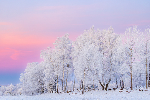 Birch trees with hoarfrost at dusk on a snowy meadow