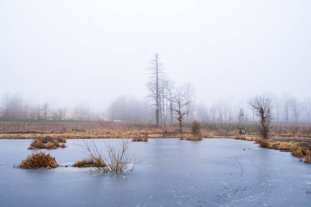 istock Frozen lake by a bog in a misty landscape 1435519532