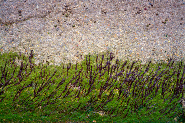 texture delle alghe nel muro dei moli della costa meridionale del regno unito - scenics coastline uk moss foto e immagini stock