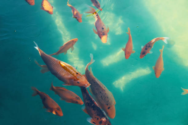 istock Koi carp fish swimming in the pond. 1435519711