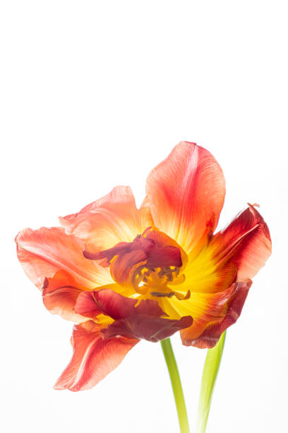 istock Red transparent tulip on a white background isolated. studio shot and copy space 1435520359