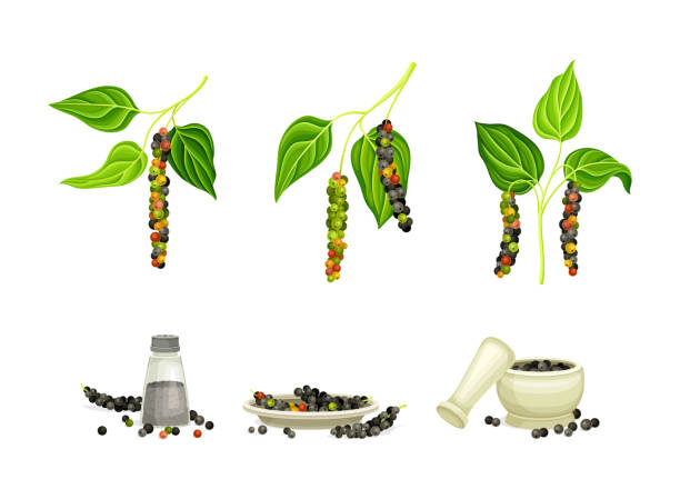 roślina czarnego pieprzu jako naturalna organiczna przyprawa ziołowa z kukurydzą wiszącą na zielonej liściastej gałęzi i suchym zestawie wektorowym nasion - mortar and pestle condiment food herb stock illustrations