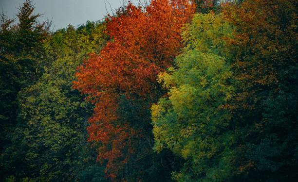 Free Stock Photo of A group of trees with colorful leaves | Download ...