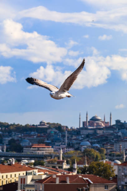 seagull flying with istanbul city background