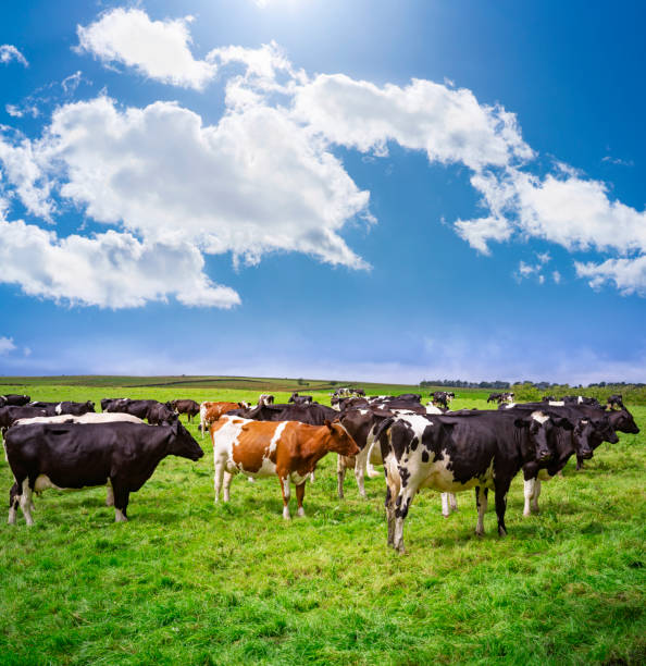 istock Friesian cows cattle grazing in a UK meadow 1435521971