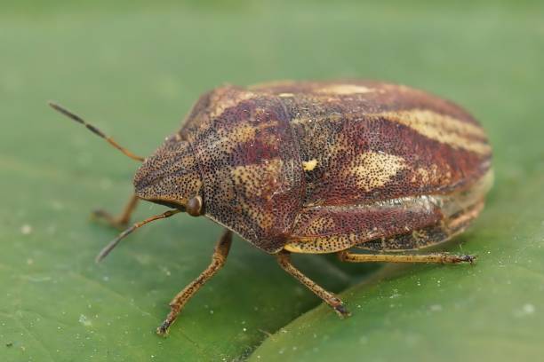 istock Clsoeup shot of an Eurygaster testudinaria on a green leaf 1435522668