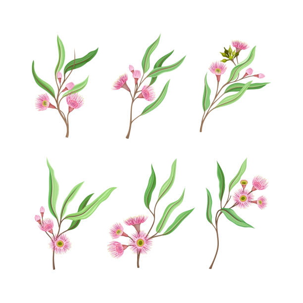 ilustrações de stock, clip art, desenhos animados e ícones de collection of blooming twigs of eucalyptus tree cartoon vector illustration - australian culture illustrations