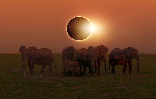 African Elephant bull drinking on the Zambezi river at sunset