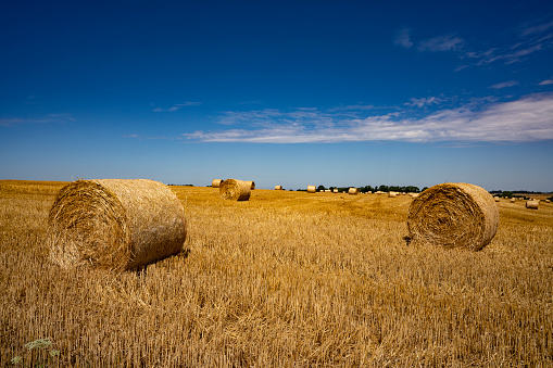 Straw collected in square bales on a harvested wheat field, white clouds in the sky, Ukraine