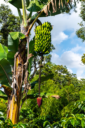 Bananas Tree Growing in the Wild in Colombia