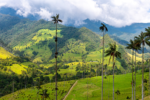 Cocora valley near Salento with enchanting landscape of pines and eucalyptus towered over by the famous giant wax palms. Partially cloudy weather. Colombia, South America