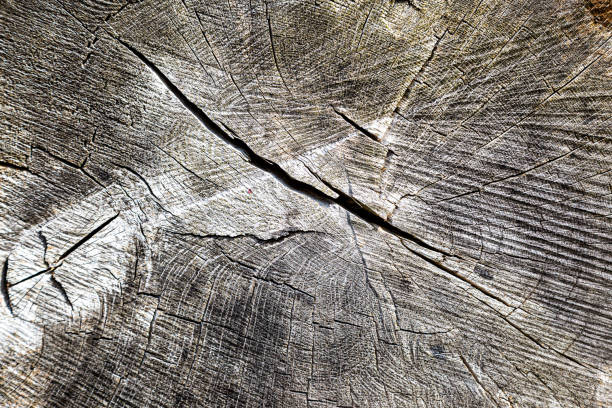 A full frame photograph of a cut tree trunk showing the grain