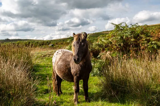 A Wild Pony in Dartmoor National Park on a Sunny September Day