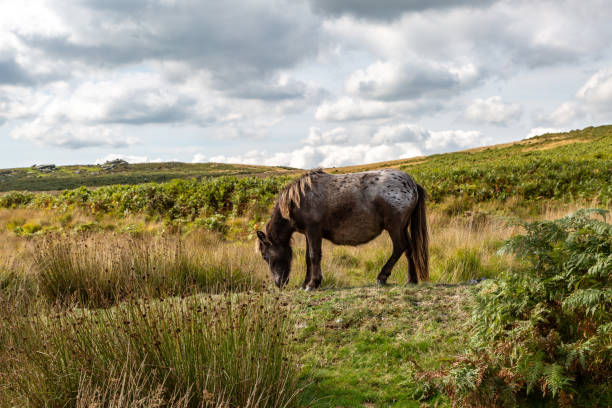 Dartmoor National Park, Devon, England