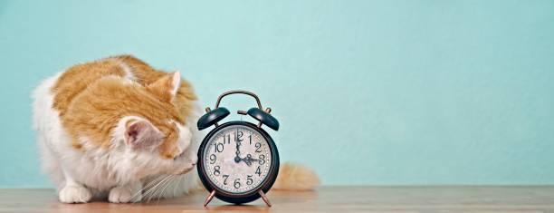 istock Funny tabby cat looking curious to a retro alarm clock on the table. Panoramic image with copy space. 1435531387