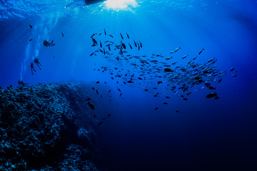 A safety stop after a SCUBA dive is a standard dive procedure that is done in scuba diving for any dives below 10m. This brief 3 to 5-minute pause at a depth of 5-m allows a divers body to decompress after time spent at depth. Famous dive sites like Blue Corner in Palau get several to many visits from boats with divers every day. If each dropped an anchor, the reef would be badly damaged. With mooring lines it's perfect. The boat is attached to the buoy and nothing is damaged. Another advantage of the mooring line: it makes the safety stop comfortable. A school of Bigeye Trevally Caranx sexfasciatus followed by Bignose Unicornfishes Naso vlamingii. The photo was taken at 11m depth. Palau 7°8'3.653 N 134°13'10.52 E