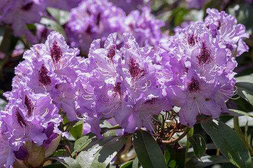 Rhododendron ponticum Blue Peter beautiful flowering plant shrub, puple blue lilac violet ornamental flowers in bloom on branches