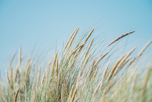 Dune grass in the summer, nature picture, Ameland, the Netherlands