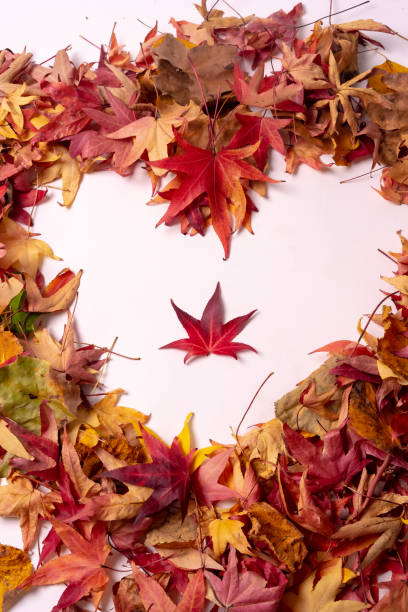 istock Autumn background, heart with colored leaves, isolated on white background 1435532925