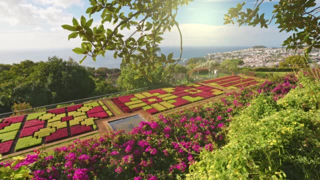 Camera moves between colorful flowers in botanical garden of Funchal, Madeira. Gorgeous sunny view of the diverse vegetation of the island Madeira and Funchal city. Gimbal shot, 4K