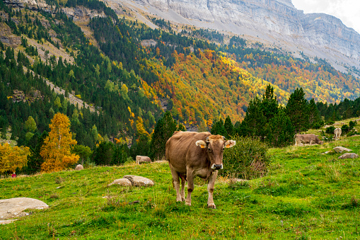 Autumn in Ordesa National Park forest with cow