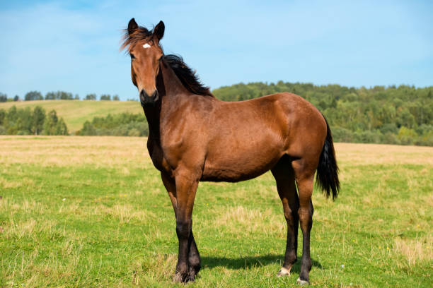istock Horses graze in the meadow on a summer day 1435538646