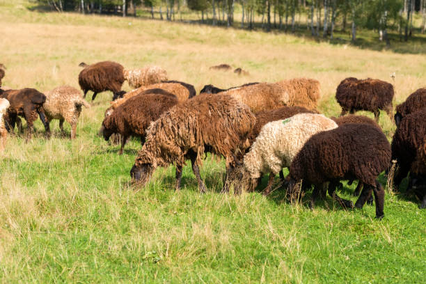 um rebanho de ovelhas pasta em um prado em um dia de verão - lamb merino sheep sheep horizontal - fotografias e filmes do acervo